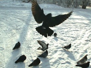 Чем кормить голубей зимой?