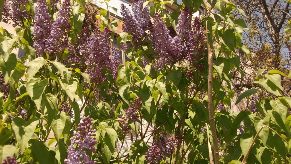 DSCF1625