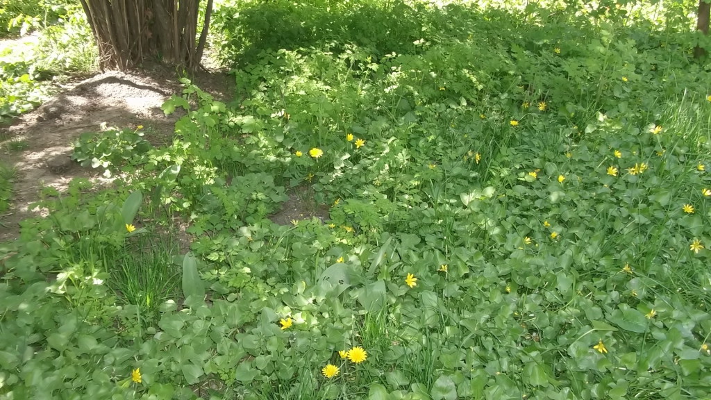 Одесса в одуванчиках...