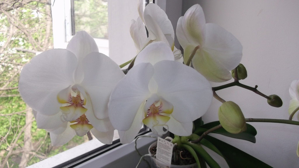 zvety