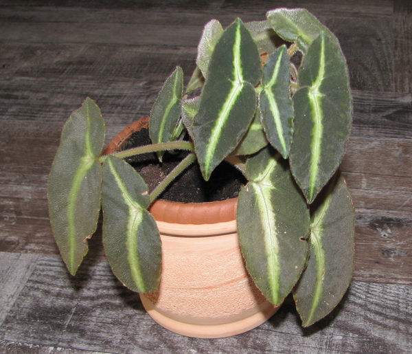 Begonia Listada
