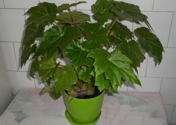 Begonia manicata