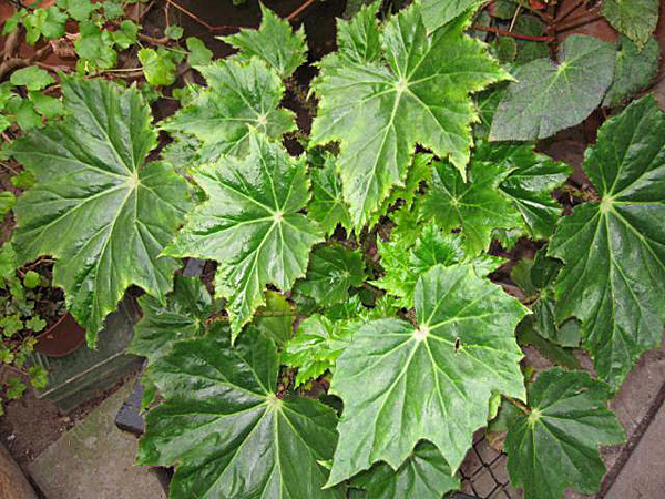 BEGONIA MANICATA