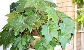 BEGONIA MANICATA
